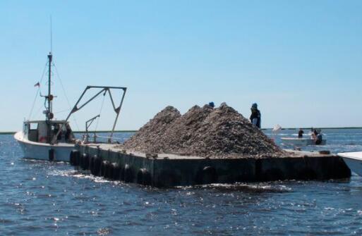 餐馆丢弃的贝壳有助于建立新的牡蛎群