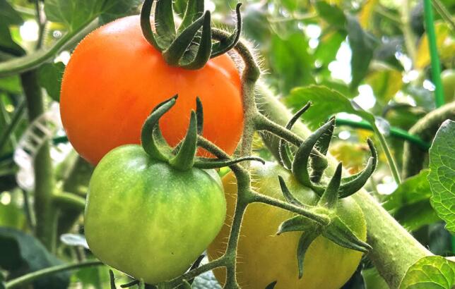 颜色和味道:颜料在创造美味西红柿方面发挥作用
