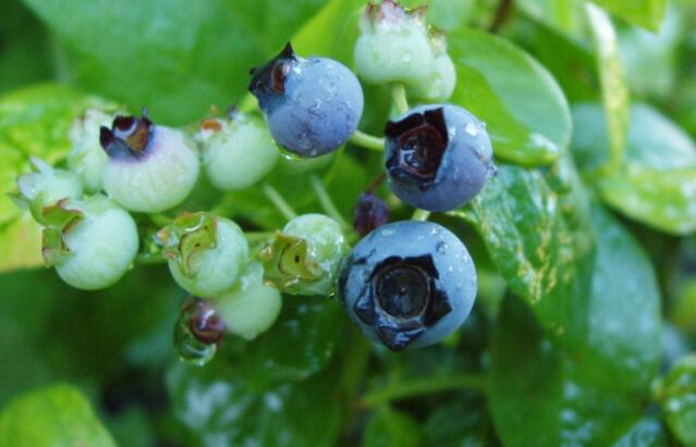 成像光谱可以预测野生蓝莓田的水分胁迫