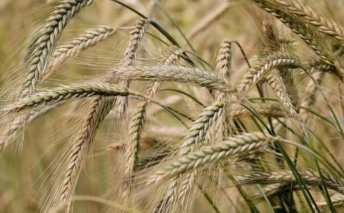 在较高温度下提高大麦产量的新发现