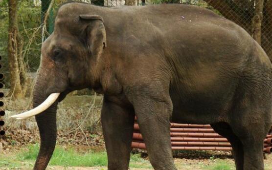 大象保护区需要保护印度的化石燃料利益