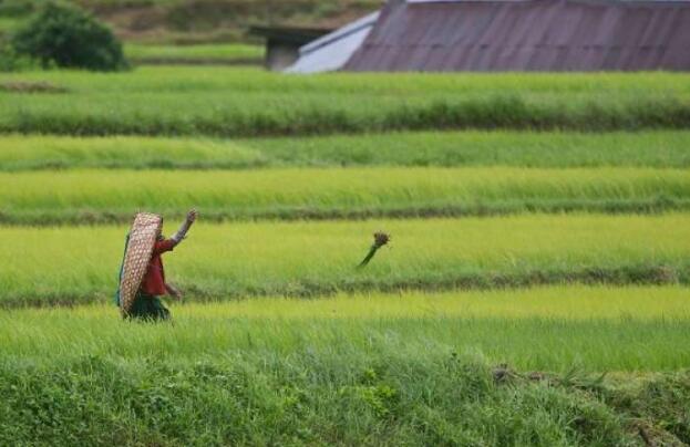 自1960年代以来气候变化使全球农业生产力降低了21%