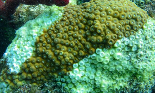 研究发现基因在佛罗里达珊瑚对快速传播疾病的免疫反应中的作用