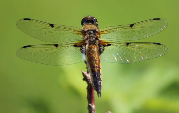 雄性蜻蜓在炎热的气候中失去了金光闪闪