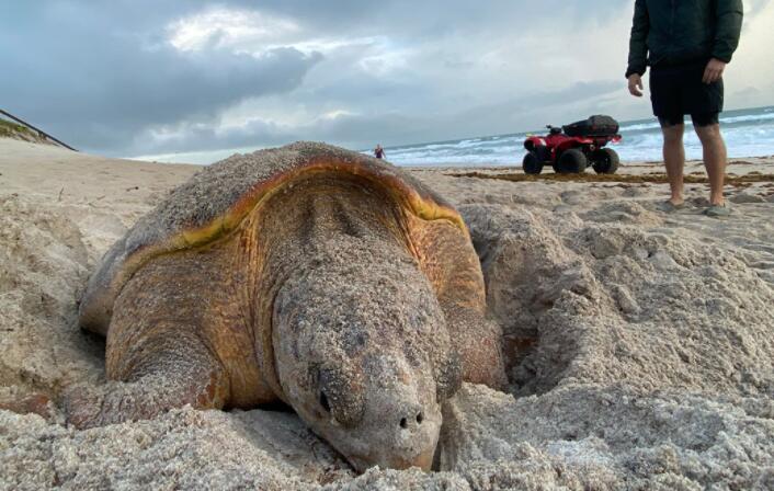 较小的海龟在佛罗里达海滩筑巢