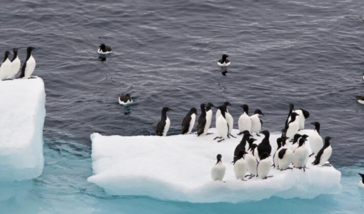 北极海鸟耐热性较差 更容易受到气候变化的影响