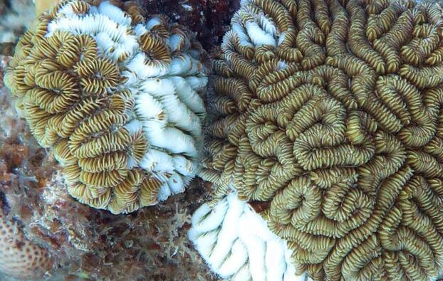 影响珊瑚的疾病的分子基础
