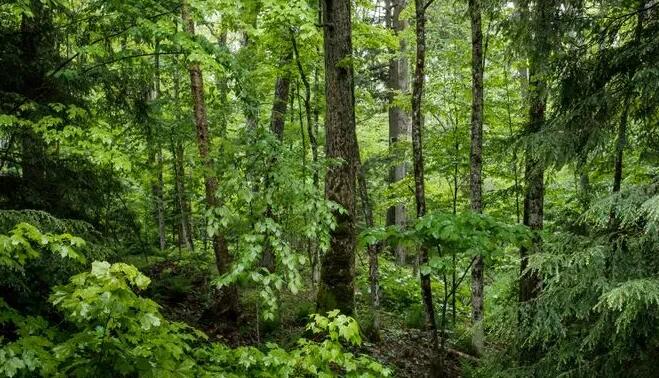 生态学家比较激光雷达技术监测森林植被的准确性