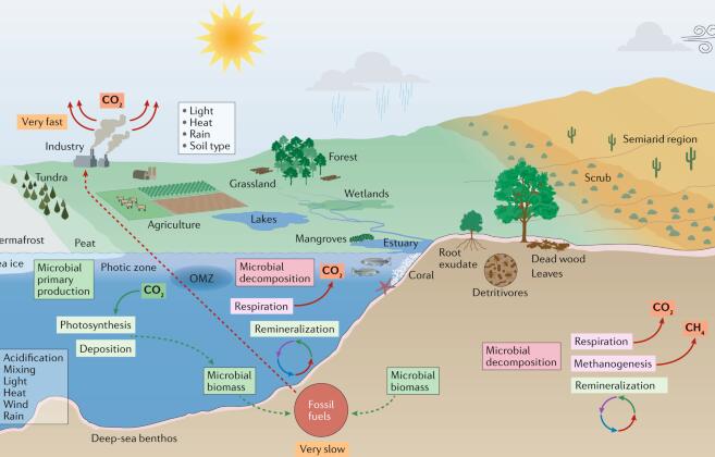气候变暖对微生物网络相互作用的影响