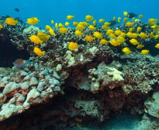 诉讼针对夏威夷土地委员会未能保护珊瑚礁与鱼类免受水族馆宠物贸易的影响
