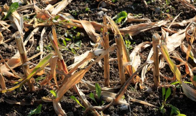 让作物残留物在田间腐烂——这是气候方面的胜利
