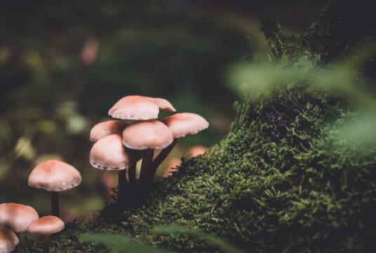 真菌可以帮助解决气候危机