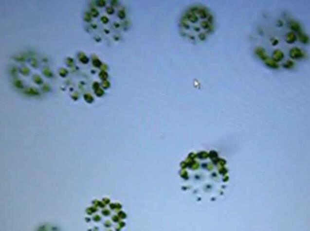 在日本河流中发现的所有成对交配的三种性别的藻类物种