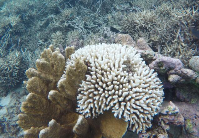 管理全球气候变化以及当地条件是珊瑚礁生存的关键