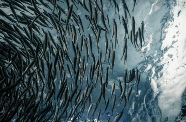 鱼类每年在粪便和其他物质中贡献大约16.5亿吨碳