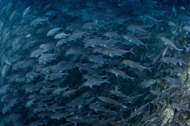气候变化威胁依赖鱼类的许多国家的粮食安全