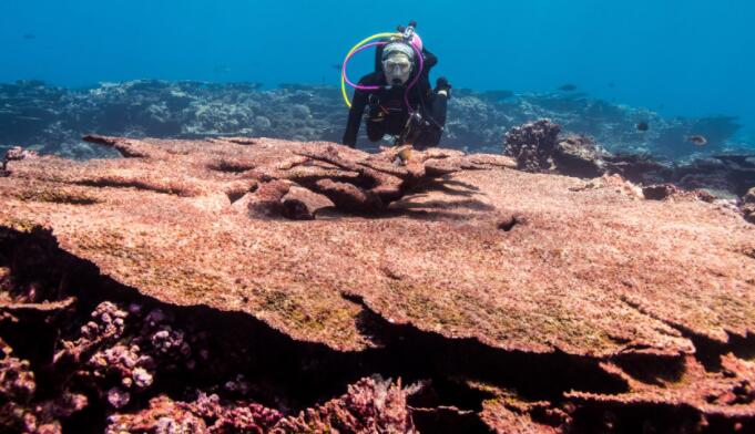 长期热浪中的珊瑚恢复提供了新的希望