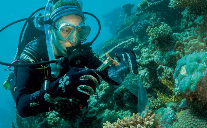 人们可以做的不仅仅是使用更少的塑料来帮助拯救大堡礁