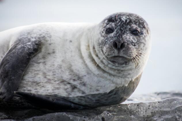 研究人员在北极海豹中发现一致的汞含量