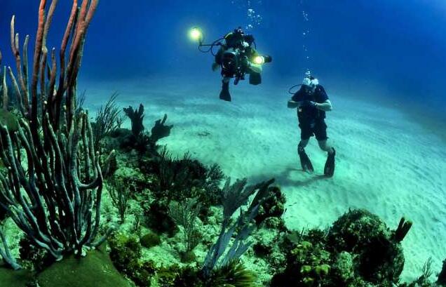 当氧气稀缺时海洋生物会发生什么