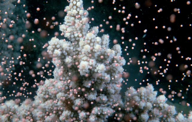 揭示了令人惊讶的珊瑚产卵特征