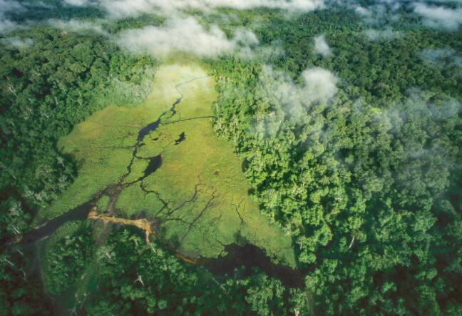 热带森林脆弱性的新衡量标准有助于避免临界点