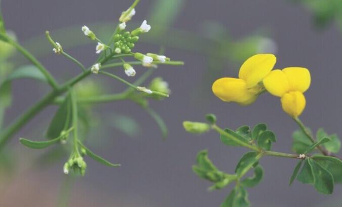 植物根相关细菌优先定殖于它们的原生宿主植物根