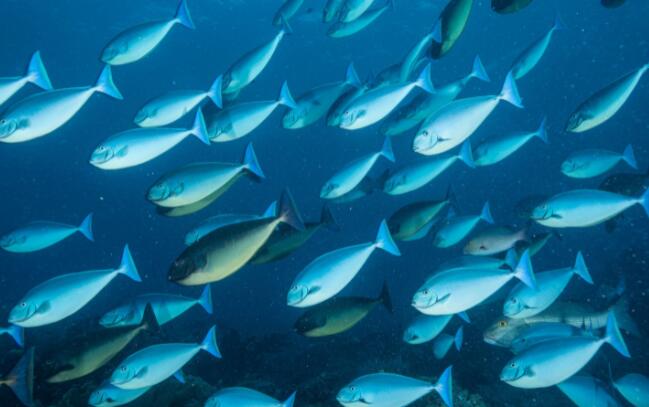 气候变化对热带渔业的影响将在世界范围内产生涟漪