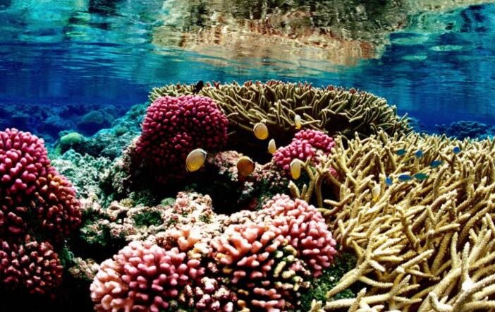 生物多样性与气候变化和珊瑚礁的命运