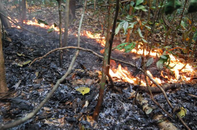 亚马逊主要干旱和火灾的中心导致25亿棵树木和藤蔓死亡