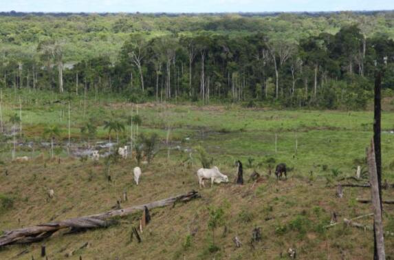亚马逊地区的各个保护区在帮助对抗森林砍伐和碳排放方面的效果差异很大