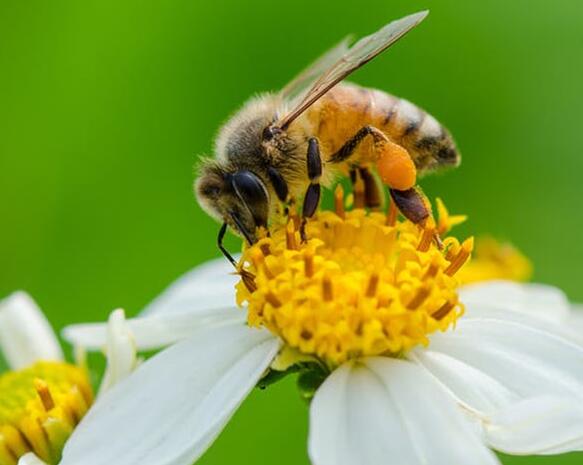 城市生活蜜蜂从特定类型的城市绿化中受益最大