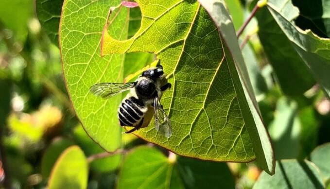 普通杀虫剂对蜜蜂任何量都有害