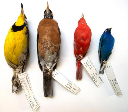 北美候鸟的体型越来越小 他们是否看到了早春迁徙的指纹