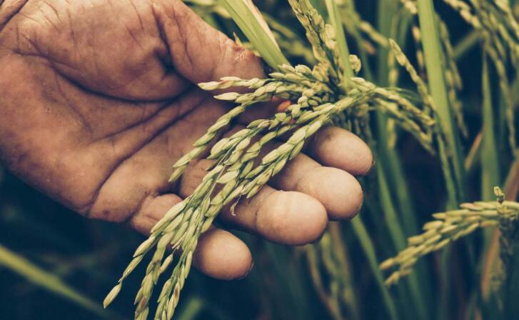 面对气候变化 未开发的水稻品种可以维持作物供应