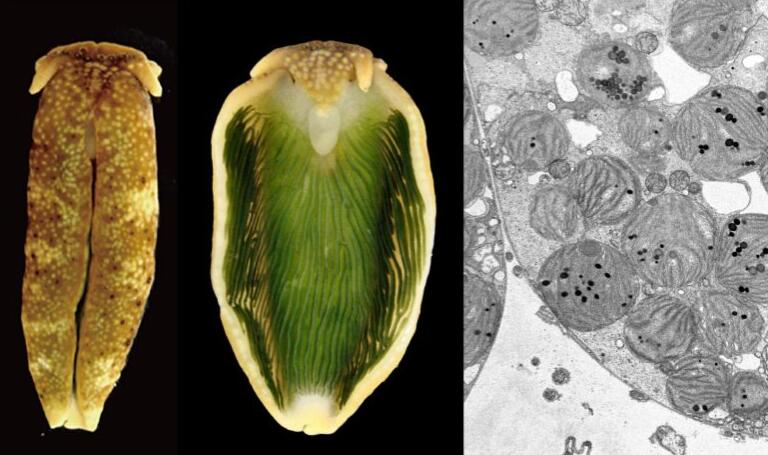 基因组分析揭示了光合海蛞蝓中没有基因转移的叶绿体获取