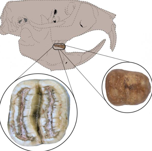 啮齿动物牙齿化石为加勒比哺乳动物的起源故事增添了北美风味