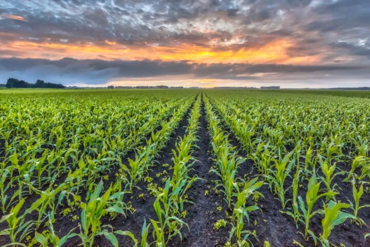 了解在美国玉米种植带中减少使用氮肥的成本和社会效益
