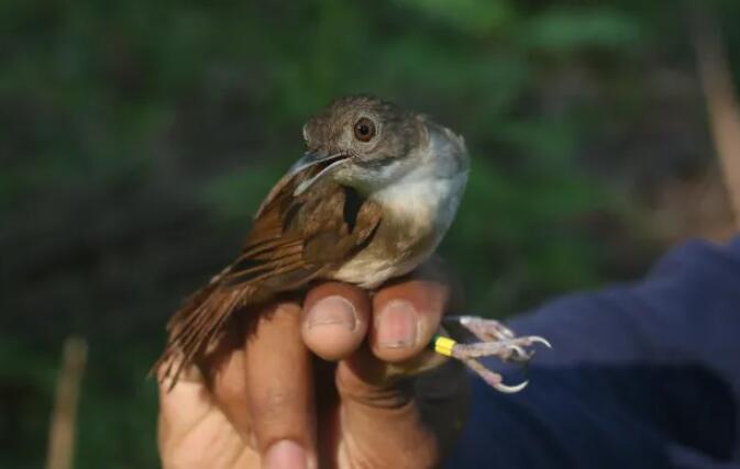 东南亚鸟类的快速多样化为进化提供了新的见解