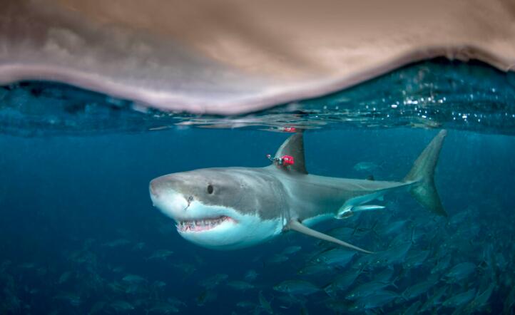 为什么有些鱼是温血的?研究发现掠食性鲨鱼获得速度优势