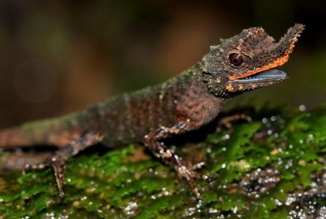 新的DNA研究提供了保护雨林蜥蜴的关键信息