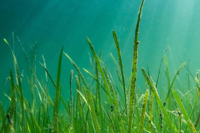 鳗草床的损失导致大量碳和营养物质的排放