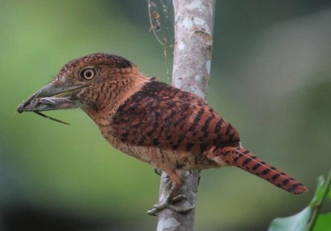 鸟眼大小反映栖息地和饮食 可预测对环境变化的敏感性