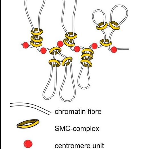 蛋白质复合物SMC确保全着丝粒的动力学