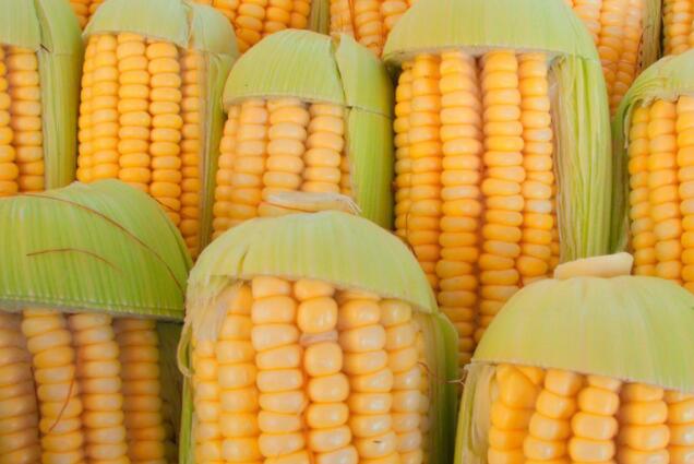 新基因组研究中展示的玉米遗传多样性
