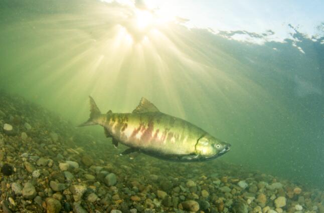 下弗雷泽地区多达85%的历史鲑鱼栖息地消失