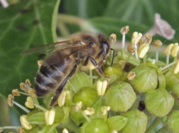蜜蜂竞争:研究揭示了自然选择对花蜜供需的影响