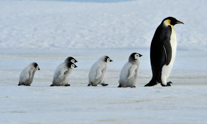 帝企鹅越来越受到气候变化的威胁