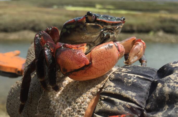 潮汐溪边的螃蟹破坏了​​盐沼的恢复力