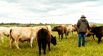 呼吁对展示环境绩效充满热情的草饲牛肉生产商